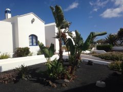 The white strelitzia